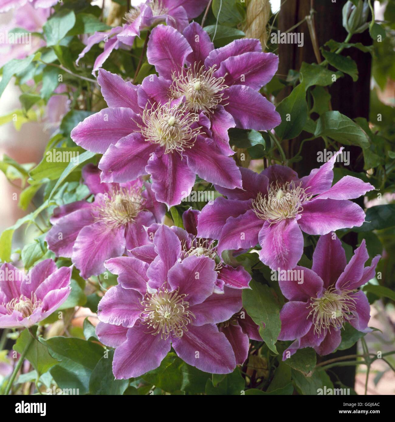Clematis - `Dr Ruppel'   CLE059223 Stock Photo